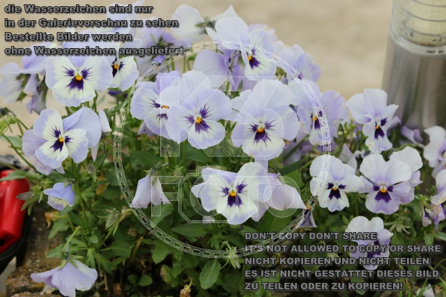 s_IMG_5770.JPG